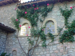 Mais uma roseira que se agarra nos muros do Mosteiro